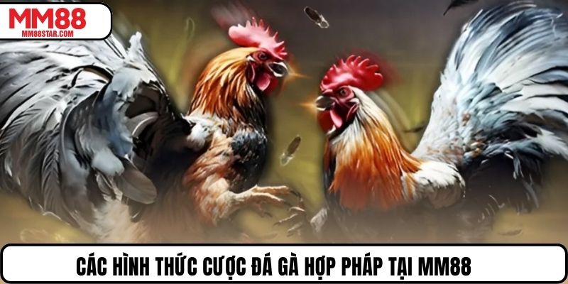 Các hình thức cược đá gà hợp pháp tại MM88