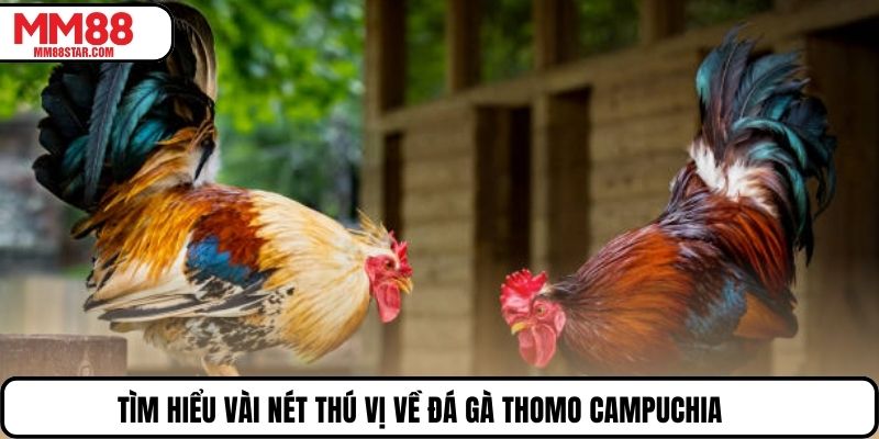 Tìm hiểu vài nét thú vị về đá gà Thomo Campuchia 